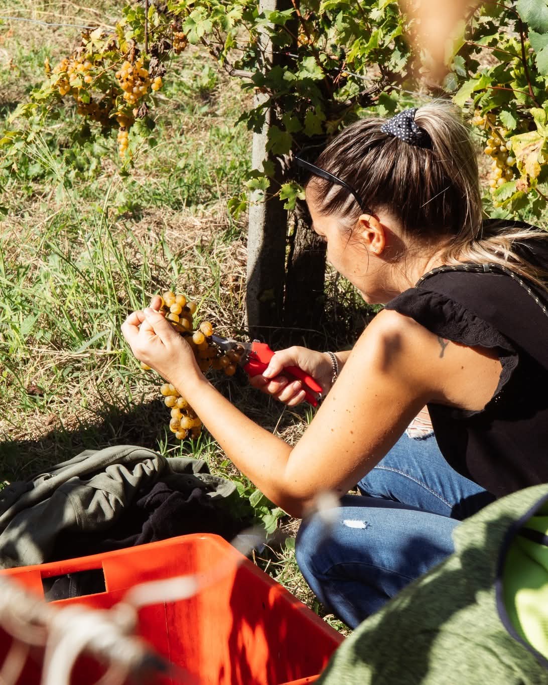 Donna taglia con la forbice un grappolo di uva bianca durante la vendemmia in Oltrepò Pavese