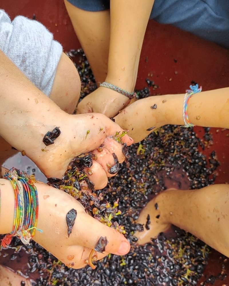 Piedi che pigiano l'uva nera nel tino durante la pigiatura tradizionale della vendemmia