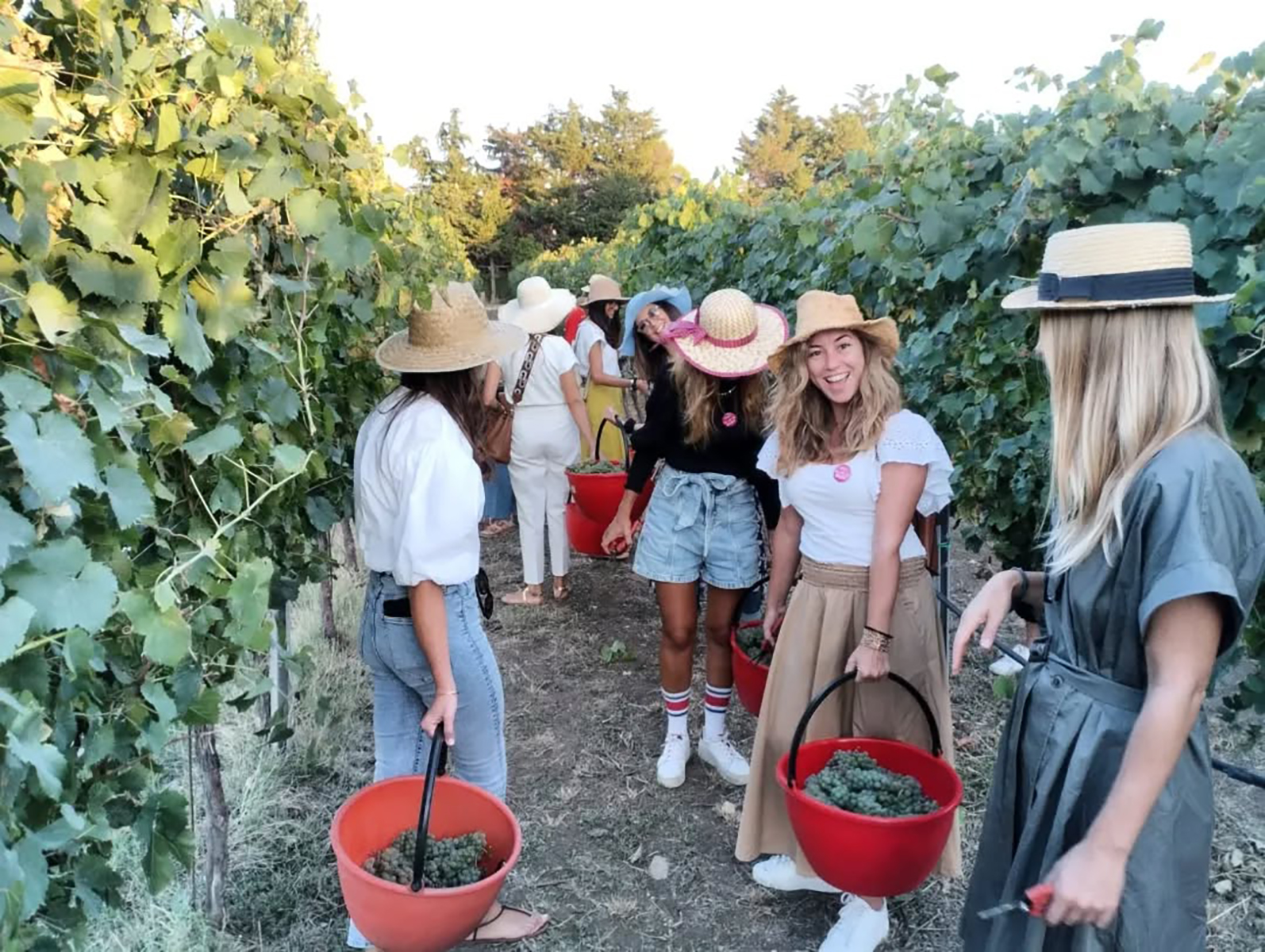 Gruppo con cappelli di paglia e cesti rossi cammina tra i filari durante la vendemmia in Oltrepò Pavese