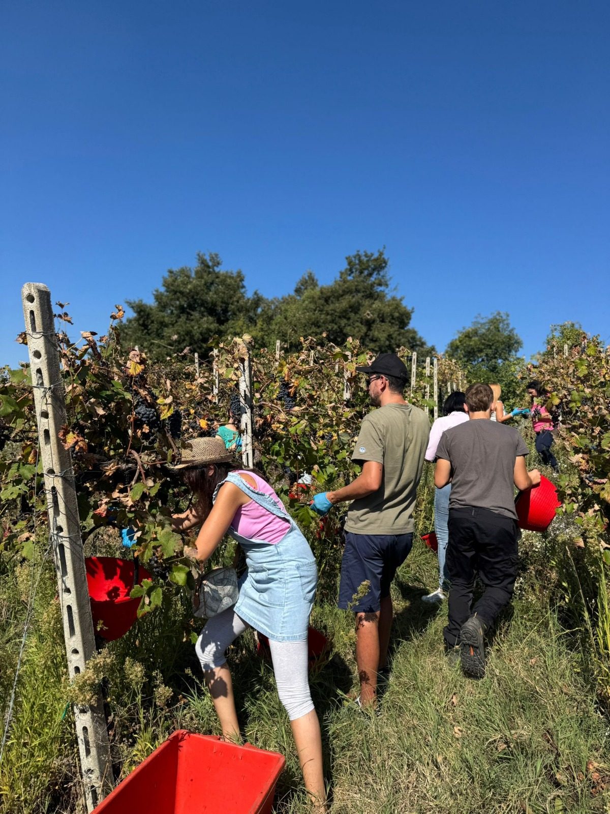 Festa della vendemmia sui Colli Verdi in Oltrepò Pavese, tra i filari con l'uva matura pronta per la raccolta